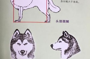 哈士奇饲养注意事项（了解哈士奇的成本与责任）