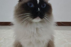 急救措施救助难产猫咪（学会正确的紧急救治，拯救宠物猫咪的生命）