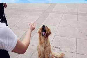 金毛犬一生的成长与变化（探索金毛犬从幼年到老年的成长历程）