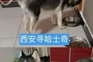 西安和顺缘的狗（探索西安和顺缘狗独特的品质和魅力）