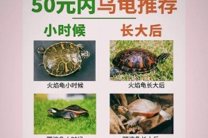 养龟新手必备宝典（全面了解龟类饲养要点，为宠物龟提供理想的生活环境）
