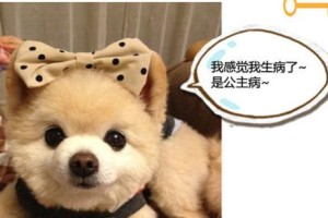 为什么狗总喜欢咬人？（探索狗狗咬人行为背后的原因及应对方法）