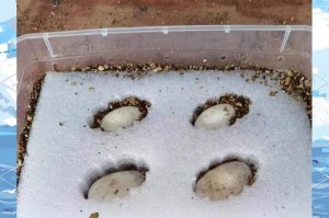蜥蜴蛋孵化的时间长度（揭开蜥蜴孵化奥秘，发现多久蛋能破壳）