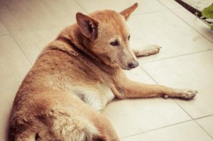 泰国犬种之多样性与特点（探寻泰国犬种的独特之处）