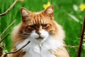 霸气外露的庞然大猫（惊人身躯引发全球关注，这只猫到底有多大？）