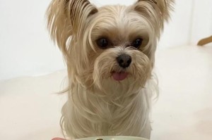 狗狗补钙食物大揭秘（补钙食物让狗狗健康成长，）