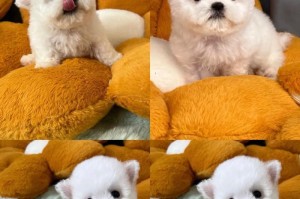 如何科学喂养二个月大比熊幼犬（健康成长的关键是饮食均衡营养）