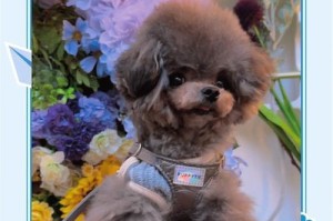 泰迪狗配种的最佳时机（以泰迪狗为例，了解配种注意事项）