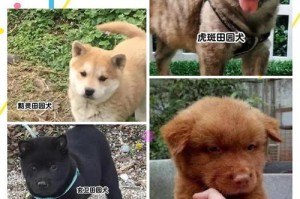中国中型犬的品种特点及饲养指南（探秘中国中型犬的丰富多样性与养护要点）