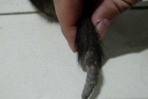 狼青疾病大揭秘（狼青都有哪些常见疾病及预防措施）