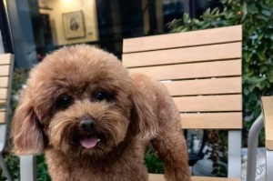 小型泰迪的寿命有多长？（揭秘泰迪犬的长寿秘诀及寿命预测）