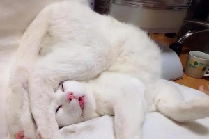 大型猫的世界（探索猛虎、狮子和豹子等大型猫的生态与行为习性）