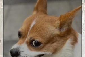 狗狗配种成功需要多久？（了解狗狗配种的时间要求及关键因素）