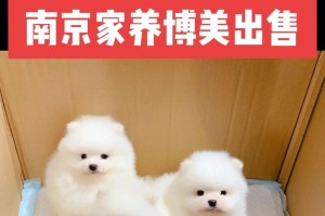 博美犬鼻子的颜色之谜（揭秘博美犬鼻子为何有多种颜色）