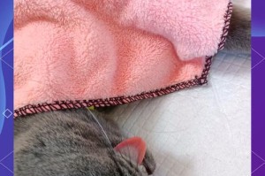 母猫绝育手术的必要性与好处（保护宠物与控制繁殖——母猫绝育切除的重要性）