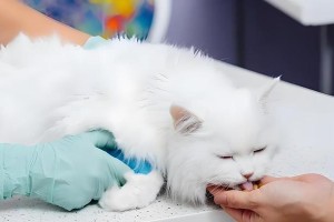 小奶猫的驱虫频率及重要性（宠物猫驱虫的常见问题与解答）