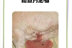 母狗生小狗后阴部恢复时间及注意事项（了解狗狗产后阴部恢复周期和护理要点，宠物健康更有保障）