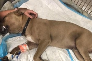 狗被毒蛇咬了多久会死？（揭秘狗被毒蛇咬伤的生死时限）