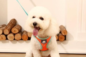 如何正确使用狗绳（让你的宠物安全而快乐地散步）