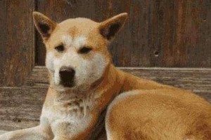 古代狗的药物治疗探索（揭秘古代狗的疾病治愈良方）