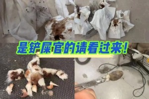 狗狗耳朵异味与耳螨问题解决方法（帮助你的宠物摆脱耳螨困扰，重拾清新耳朵的乐趣）