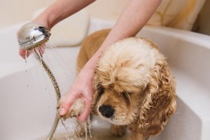 泰迪犬洗澡频率的合理安排（探讨泰迪犬洗澡的最佳时间间隔和注意事项）
