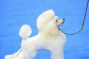 贵宾犬的多样造型展示（探索贵宾犬的造型之美）