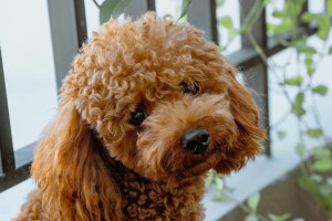 揭开卷毛狗真正身份之谜（细说这个被误解的狗狗品种）