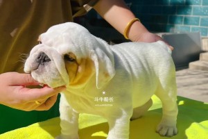 英国斗牛犬和法国斗牛犬的不同之处（解析两个品种的特点及区别）