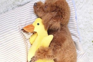 如何准备好迎接新生狗狗（新手狗主人必备的15个准备事项）