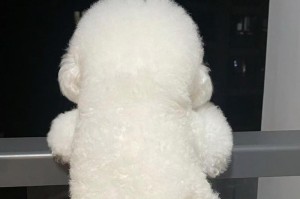 比熊幼犬的合理喂养方法（从幼犬到成犬，喂食需因阶段而异）