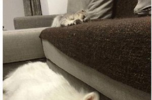 狗狗戴耻辱罩的感受——从犬主人角度剖析（为什么有些狗狗需要带耻辱罩？一位犬主人的亲身经历）