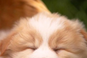 狗狗出生多久开眼？（了解狗狗的眼睛成长过程）
