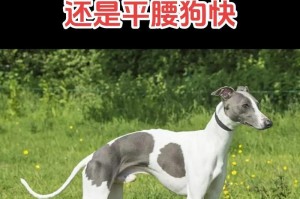 探索格力犬的快乐世界（了解格力犬的特点与魅力）