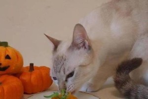 2个月幼猫的饮食指南（为您的宝贝提供健康成长所需的营养）