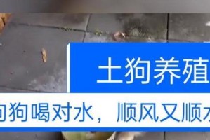 狗狗不能喝的水有哪些？（了解狗狗不适宜饮用的水种类）