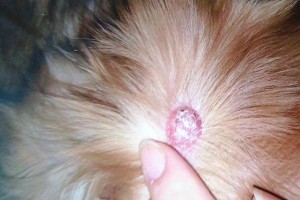 金毛犬耳朵常见疾病及预防措施（了解金毛犬耳朵的健康问题，提前预防，让宠物更健康）