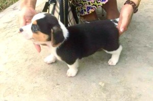 柯基犬价格和纯度鉴定攻略（探寻纯种柯基犬的价格及鉴定方法）