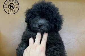 如何正确选购泰迪幼犬（了解品种特征，确保选择满意的泰迪幼犬）