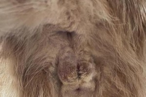猫的屁眼颜色与健康的关系（揭开猫屁眼的颜色之谜，了解猫咪健康的秘密）
