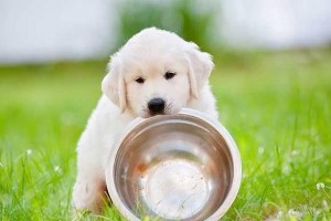奶糕与幼犬粮的区别（了解奶糕和幼犬粮的特点，为宠物健康选择正确食物）