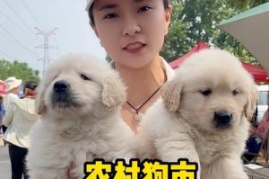 养一只金毛犬的花费及购买成本（金毛犬的开销和价格揭秘，养宠需谨慎）
