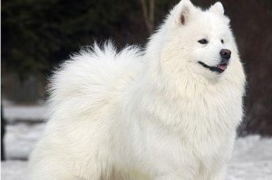 雪橇犬（探索哈士奇、阿拉斯加犬和萨摩耶的神奇世界）