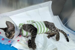 猫咪消炎针的必要性及使用注意事项（了解猫咪消炎针的作用和使用方法，守护宠物健康）