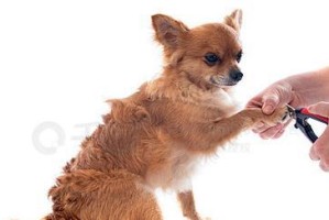 如何给狗戴指甲套（简易方法让狗宝宝舒适度过指甲修剪时刻）