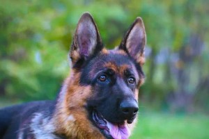 大型护家犬的优点与特点（如何选择适合的大型护家犬作为宠物）