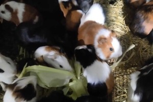 荷兰猪的价格和养殖前景如何？（荷兰猪的价格趋势分析及养殖业前景展望）