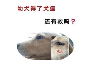 犬瘟热（探索犬瘟热对狗狗生命的影响及如何延长存活期限）