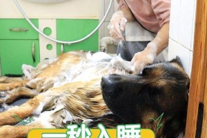 如何帮助狗狗增加奶量（为狗狗增加奶量的关键）