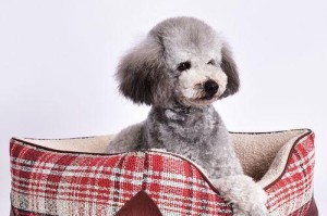 贵宾犬生小狗的理想窝舒适与安全并存（如何为贵宾犬打造一个完美的窝）